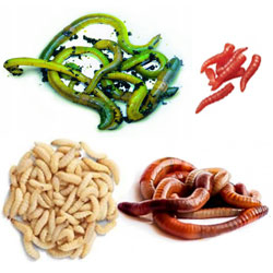 Живые насадки