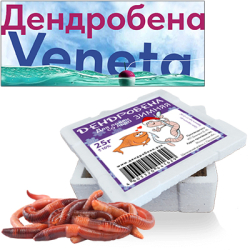 Червь Дендробена Зимняя Winter 25гр. Коробочка пенопласт