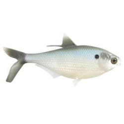 Силиконовая приманка 13 Fishing B.A.M.F. Shad 8" 104g цвет Silver Shad