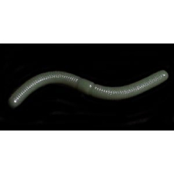 Силиконовая приманка Jara Royal Jum-Jum 80 (Сыр) Color #711