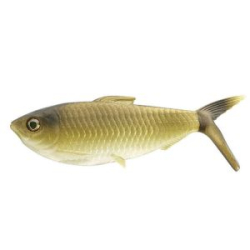 Мягкая приманка 13 Fishing The Dine Swimbait 4.75" 12g цвет GR