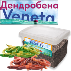 Червь Дендробена - 1000гр.