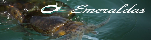 Daiwa 17 EMERALDAS MX