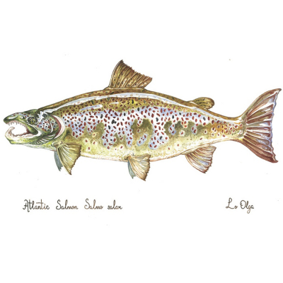 Репродукция Акварель Семга Самец Atlantic Salmon