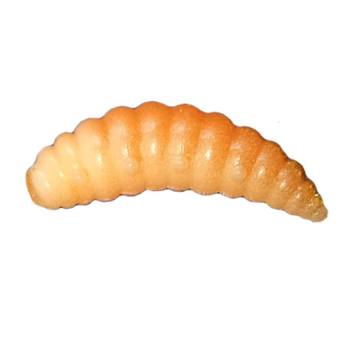 Силиконовая приманка Zombie Dura Plus (Дура+) цвет Абрикос (Apricot), блёстка (glitter) floating