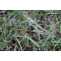 Поводковый материал Gardner Disruption 15lb 20m Weed Green/Black XDIS15G