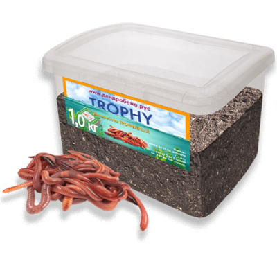 Червь Дендробена TROPHY (Трофейный) 1000гр* Пластиковая банка