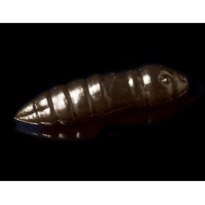 Силиконовая приманка Trout Baits Jara Moli Fat 35 (Pellets) Color #02