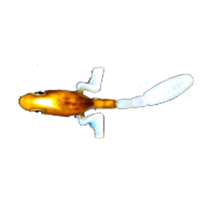 Мягкая приманка Wonder Trout Bait Tabpole 7,0 см цв. D028