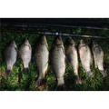 Удилище фидерное Kosadaka Marksman Feeder FMN11330