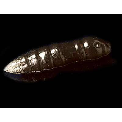 Силиконовая приманка Trout Baits Jara Moli Fat 35 (Сыр) Color #302