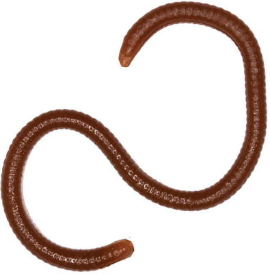 Мягкие приманки LureMax Earthworm 3,5''/8см LSME35B-018 Worm Brown (банка)