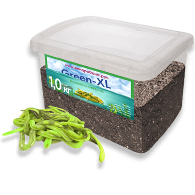 Червь Дендробена XL GREEN 1000гр* Пластиковая банка