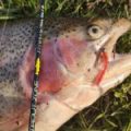Силиконовые приманки Trout Zone Blood Worm Мотыль
