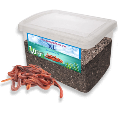 Червь Дендробена XL 1000гр* Пластиковая банка