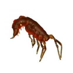 Силиконовая приманка RuBaits Shrimp 0,7"- 17 - Бренди