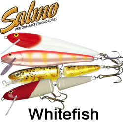 Salmo Whitefish