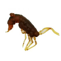 Силиконовая приманка RuBaits Shrimp 0,7"- 17 - Машинное масло красное R