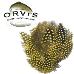 Orvis Guinea