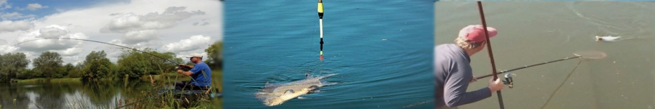 Carson Genesis Bolognese