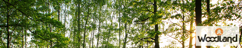 Woodland Camping Kitchen