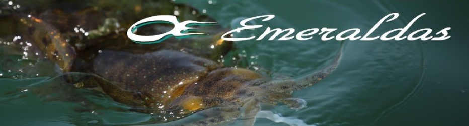 Daiwa 17 EMERALDAS MX