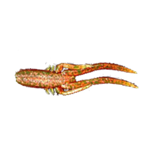 Мягкая приманка Wonder Killer Bait Sepiida 7,0 см цв. 032
