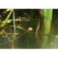 Леска Korda Kruiser Control 150м 12lb KM12