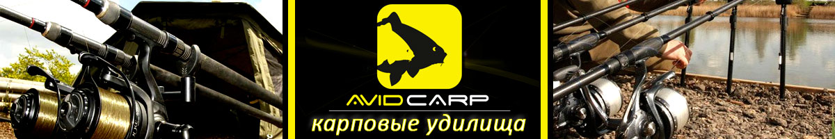 Avid Carp
