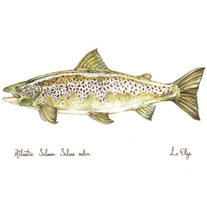 Репродукция Семга Самка Atlantic Salmon