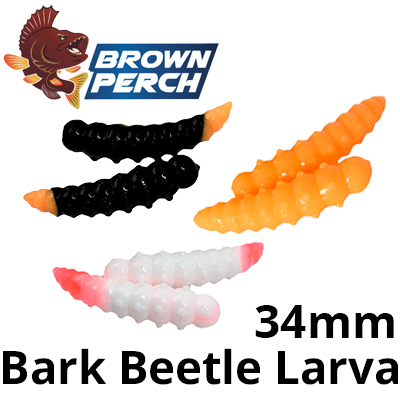 Brown Perch Bark Beetle Larva 34mm