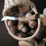 Нож складной грибной Opinel №8 VRI (нержавеющая сталь, рукоять бук, длина клинка 8 см)