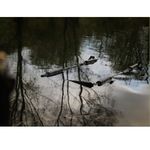 Сумка плавающая для взвешивания Sonik SKS Floting Weighsling SKSFLTWSS