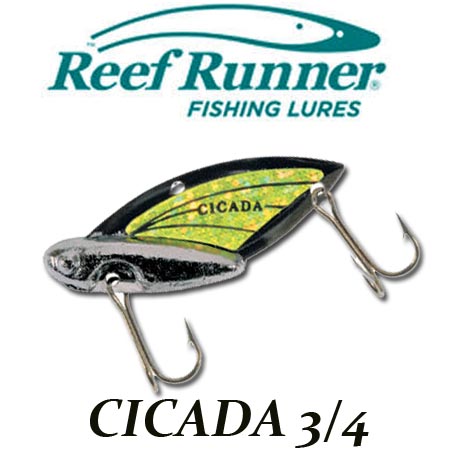 Reef Runner Cicada 3/4