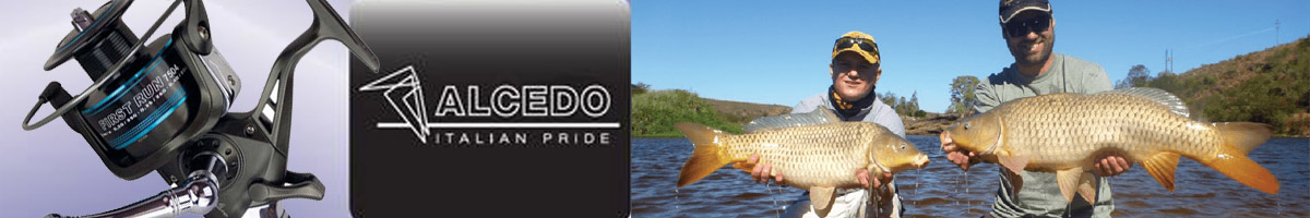 Alcedo