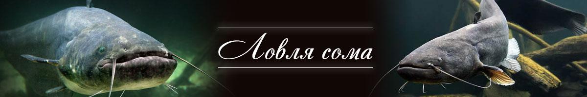Ловля сома