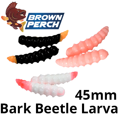Brown Perch Bark Beetle Larva 45mm