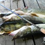 Спиннинг Tail&Scale Black Arrow PWG 9' 1/2-1 1/2oz 10-20lb
