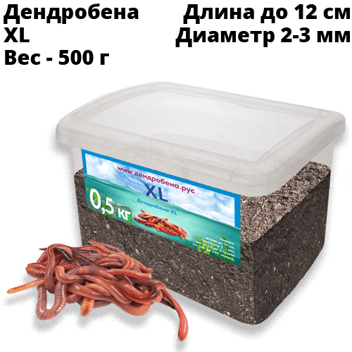 Червь Дендробена XL 500 г