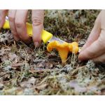 Нож Marttiini  Mushroom knive (709012)