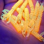 Силиконовая приманка 11Lures ScareCraw 1.7 цвет Carrot Orange