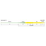 Шнур стреляющая голова Rio Steelhead SSH 33ft 450gr цв. lvory