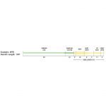 Шнур нахлыстовый Rio The 15ft VersiTip Fly Lines (A) WF4F TIP