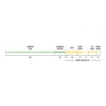 Шнур нахлыстовый Rio Versitip II WF8F цв. Straw/Lt. Green