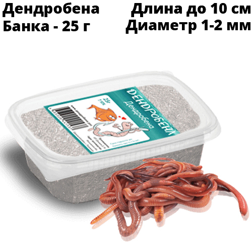 Червь Дендробена Красная 25гр. Жесткая пластиковая банка